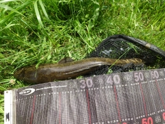 カムルチーの釣果