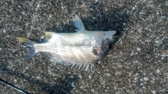 キビレの釣果