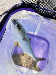 ツバイソの釣果