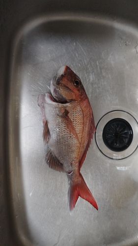 マダイの釣果