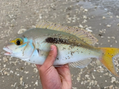 ジューマー(ヒトスジタマガシラ)の釣果