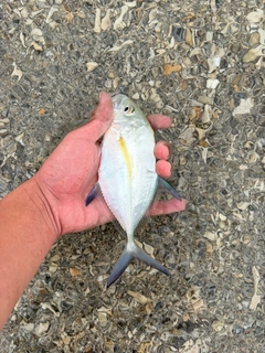 カスミアジの釣果