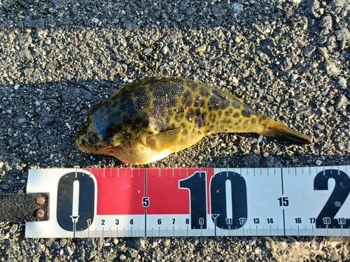 アサヒアナハゼの釣果