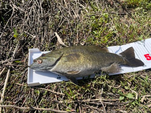 スモールマウスバスの釣果
