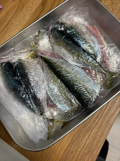 サバの釣果