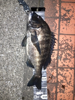 クロダイの釣果
