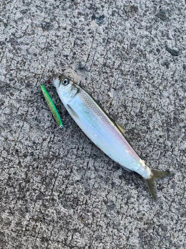 ニシンの釣果