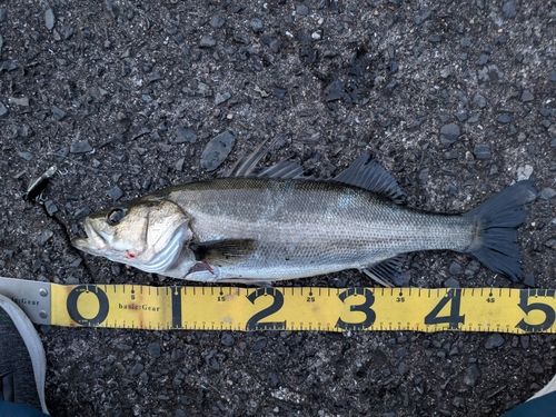 スズキの釣果