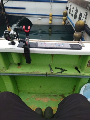 マルイカの釣果