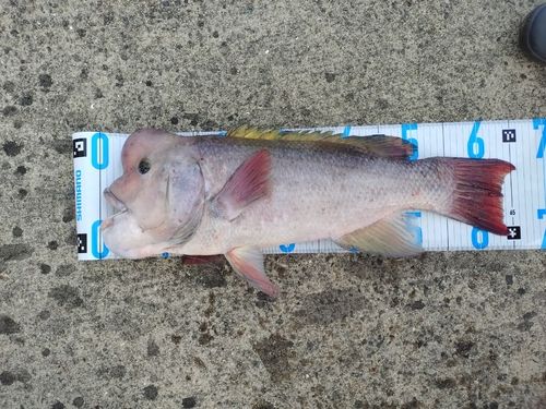 コブダイの釣果
