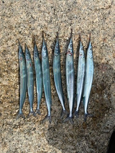 サヨリの釣果