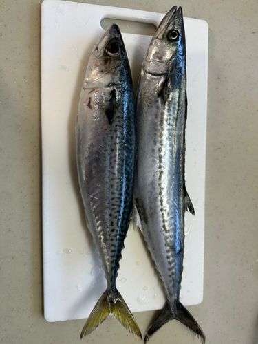 サゴシの釣果