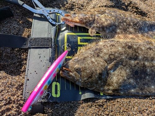 ヒラメの釣果