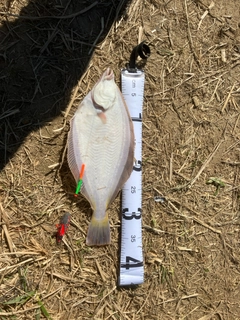 マガレイの釣果