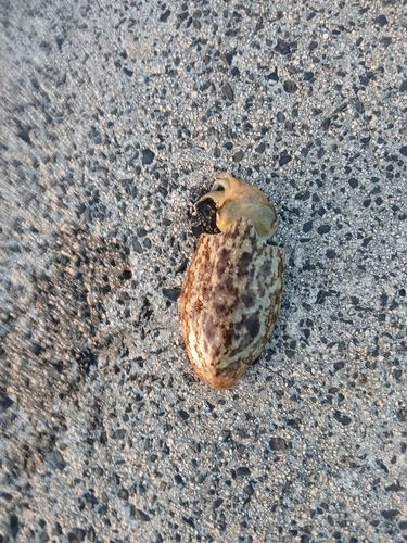 コウイカの釣果