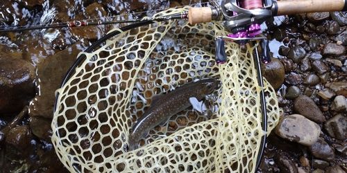 ニッコウイワナの釣果