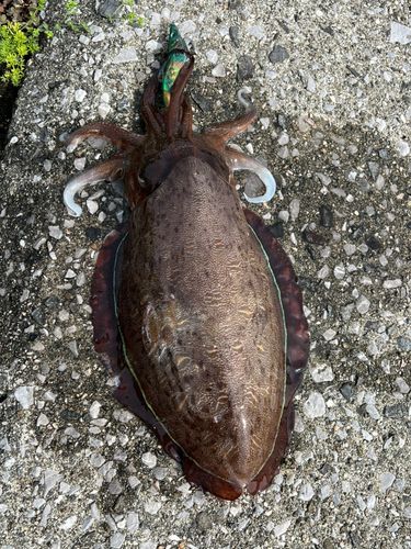 カミナリイカの釣果