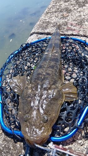 マゴチの釣果