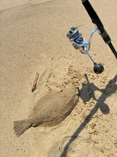 ソゲの釣果