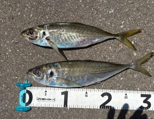 アジの釣果