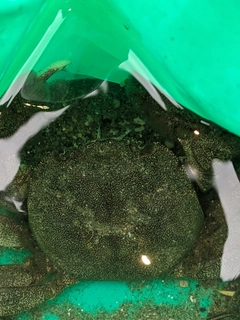 カニの釣果