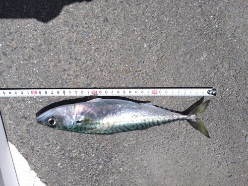 サバの釣果