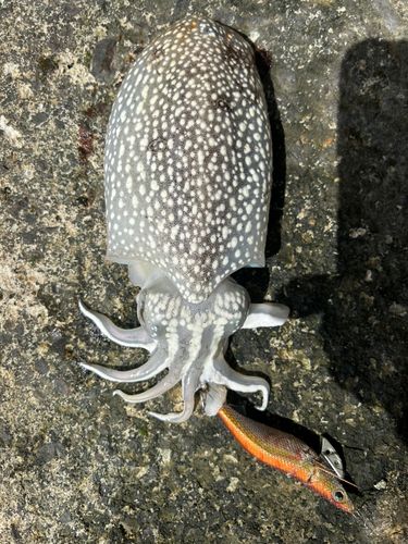 シリヤケイカの釣果