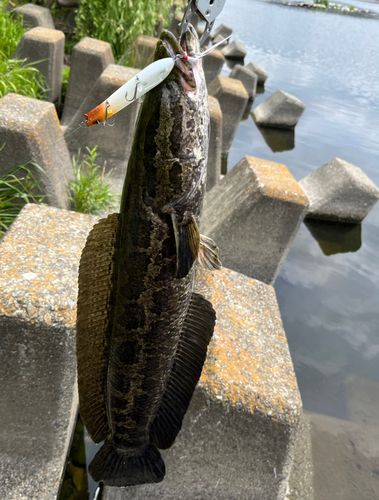 カムルチーの釣果