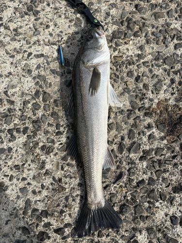 スズキの釣果