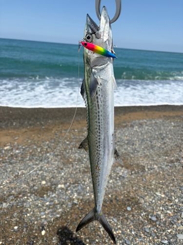 サゴシの釣果