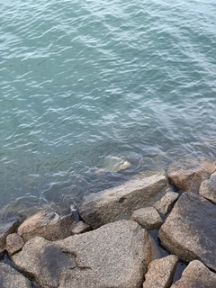 アカエイの釣果