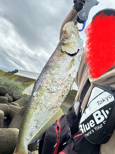 ターポンの釣果