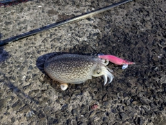 シリヤケイカの釣果