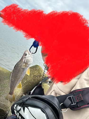 イシモチの釣果