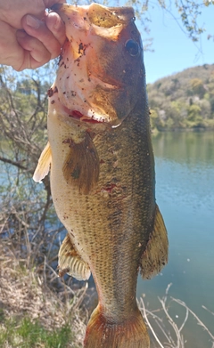 ブラックバスの釣果