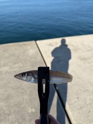 釣果