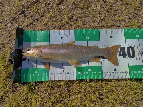ニッコウイワナの釣果
