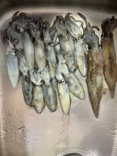 マメイカの釣果