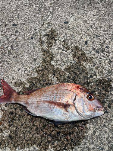 マダイの釣果