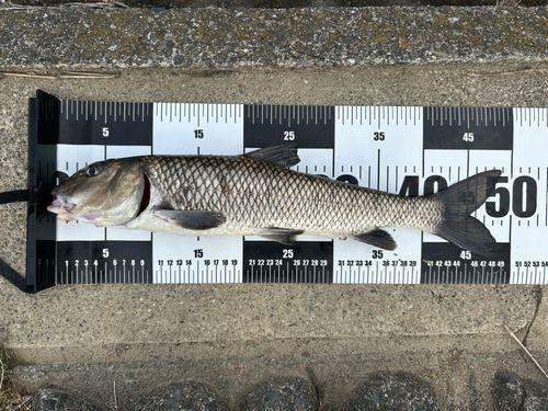 ニゴイの釣果