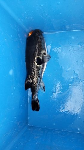 トラフグの釣果