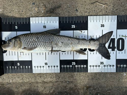 ニゴイの釣果