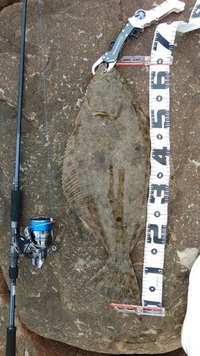 ヒラメの釣果