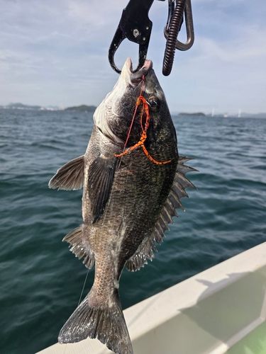 アコウの釣果
