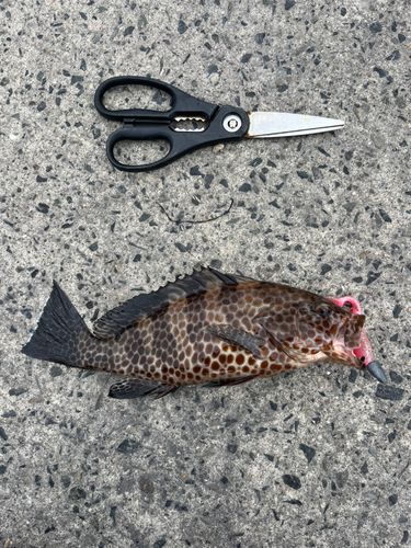 オオモンハタの釣果