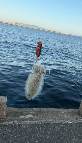 コウイカの釣果