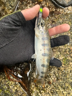 アマゴの釣果