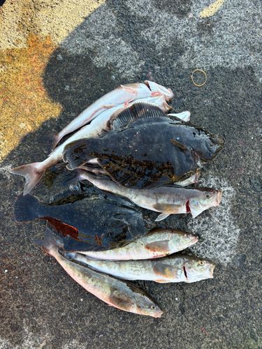 ホッケの釣果