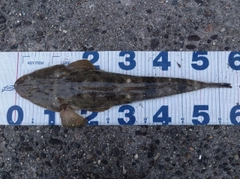 マゴチの釣果