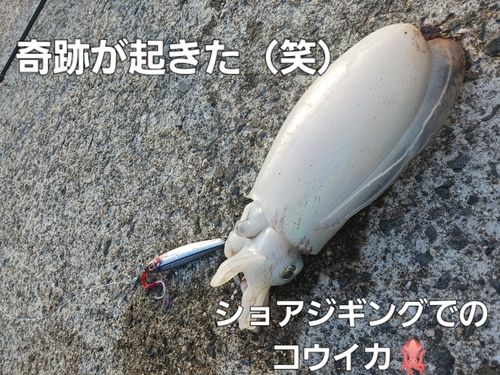 コウイカの釣果